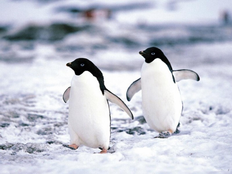 Características generales de los pingüinos