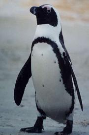 Bebé pingüino magallanes