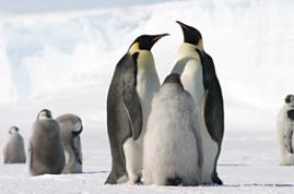 Foto de pingüinos emperadores