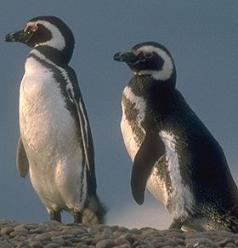 Especies de pingüinos