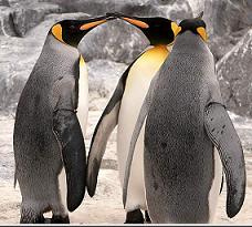 Foto de pingüinos rey